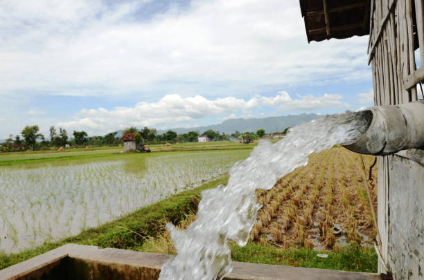 istock Irrigation of rice farmers 960154606