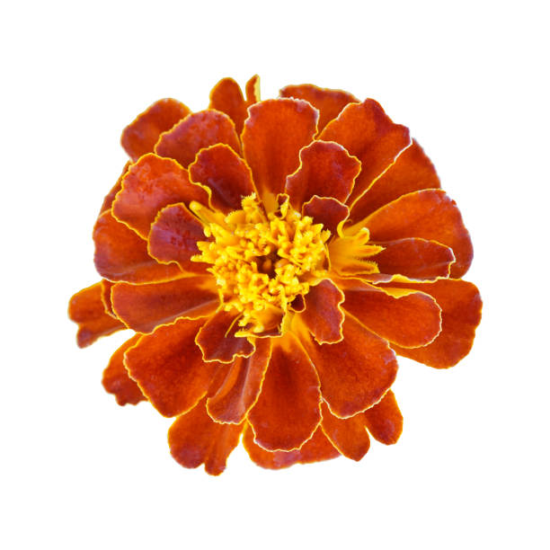 istock beautiful orange marigold flower isolated on white background 960155554