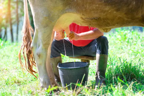 a man milking a cow in the meadow. In manual mode.