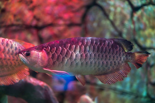 Red arowana fish Red arowana fish golden arowana fish stock pictures, royalty-free photos & images