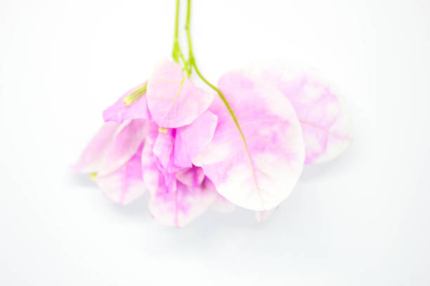 istock Beautiful Bougainvillea flowers on white background 960156180