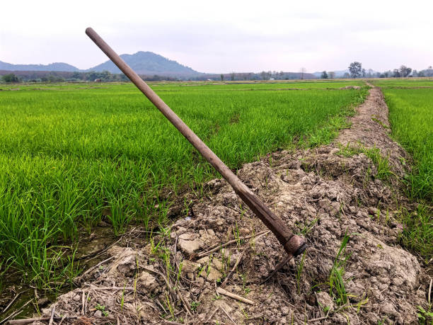 istock Hole in the rice paddies 960160266