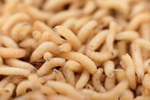 Macro maggots in a container, fish bait fishing.