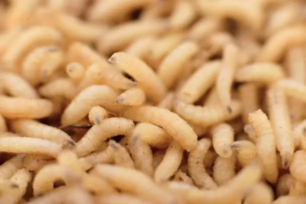 Photo of Macro maggots in a container.