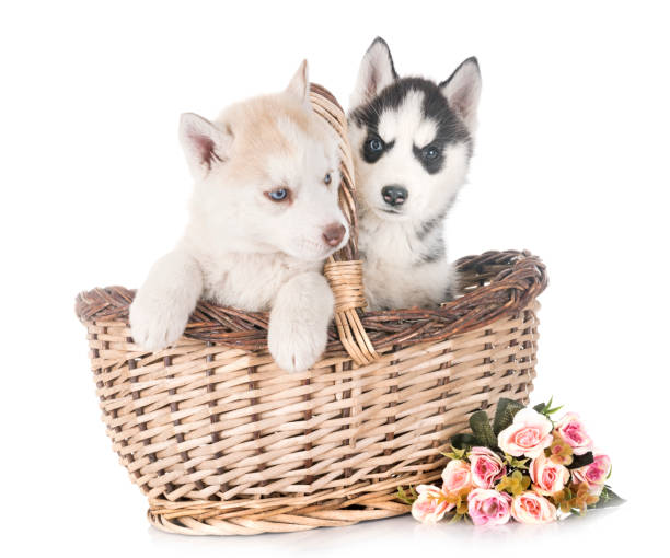 istock puppies siberian husky 960165122