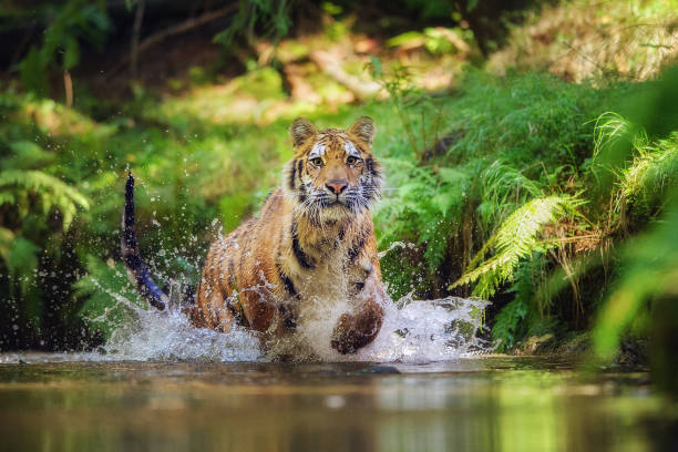 Siberian tiger running in the river. Tiger with hsplashing water