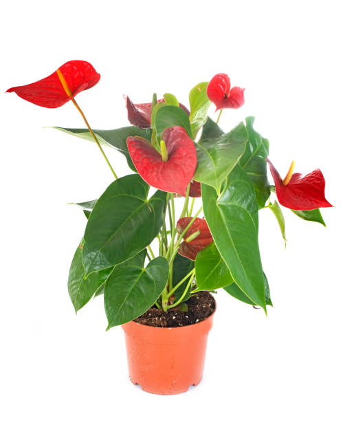 anthurium-anlage - flamingoblume stock-fotos und bilder