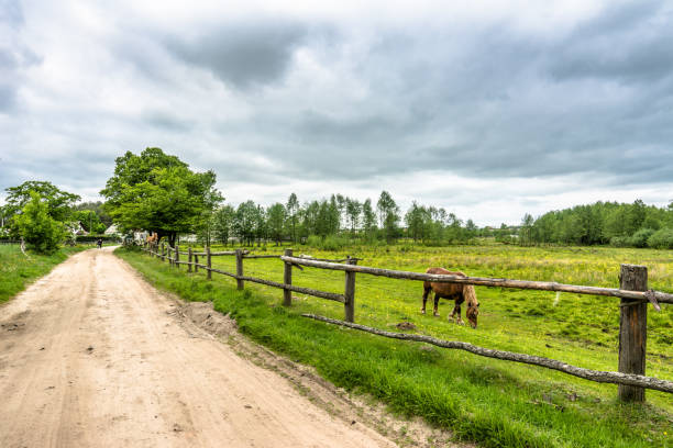 Rural road and horse farm with green field in the summer, landscape Rural road and horse farm with green field in the summer, landscape agritourism stock pictures, royalty-free photos & images