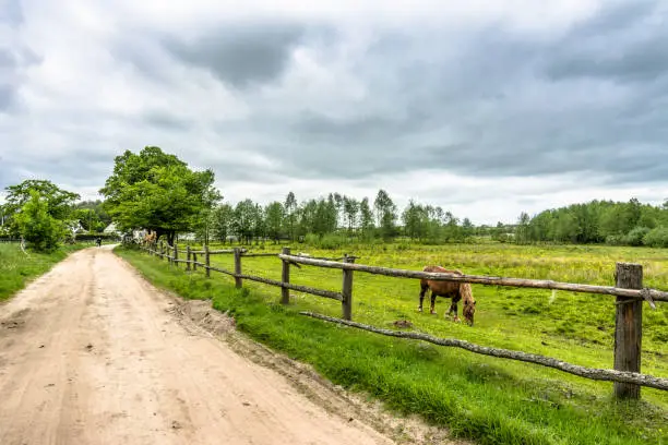 Rural road and horse farm with green field in the summer, landscape