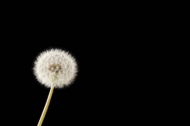 Dandelion close-up isolated on black.