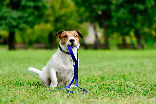 sad a perdu chien en laisse dans la bouche comme concept d’abandon animal a besoin d’adoption - lost pet photos et images de collection