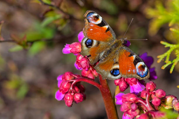 butterfly with spreading colored wings on a close-up flower - butterfly flying tropical climate close to imagens e fotografias de stock