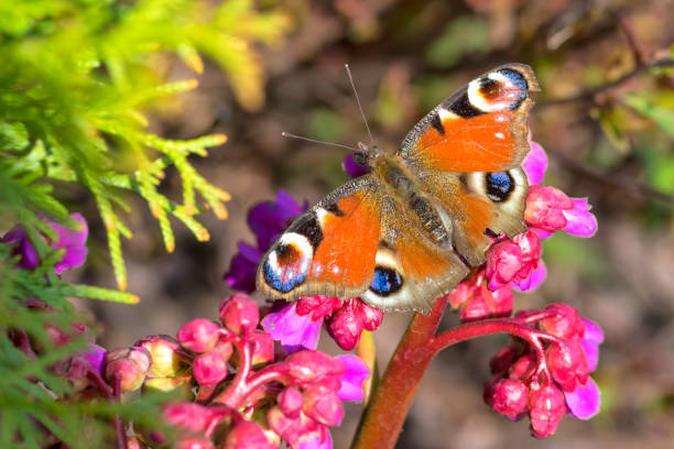 motyl paw oko z kolorowymi skrzydłami z bliska - butterfly flying tropical climate close to zdjęcia i obrazy z banku zdjęć