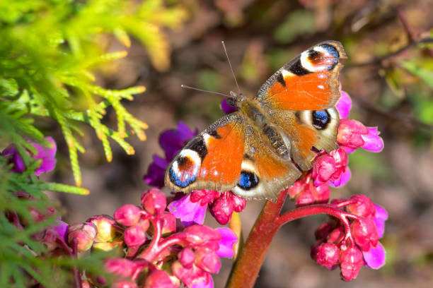 butterfly peacock eye with colored colored wings close-up - butterfly flying tropical climate close to imagens e fotografias de stock