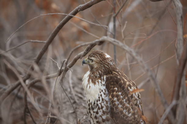 istock Red-tailed Hawk  Bosque del Apache National Wildlife Refuge New Mexico 960170594