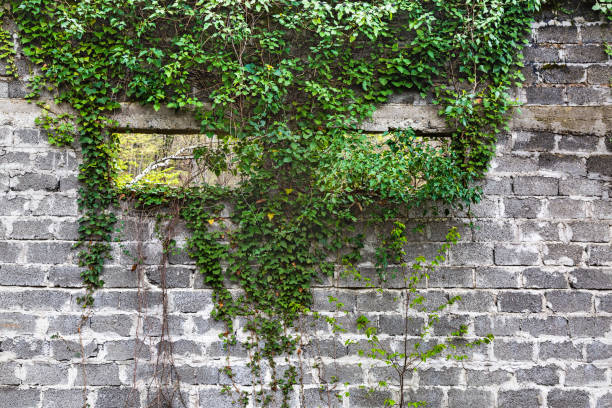 istock Green ivy plant climb on old white brick wall background 960171554