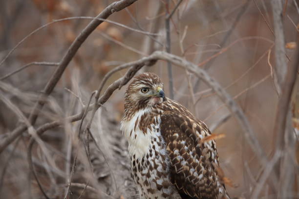 istock Red-tailed Hawk  Bosque del Apache National Wildlife Refuge New Mexico 960171986