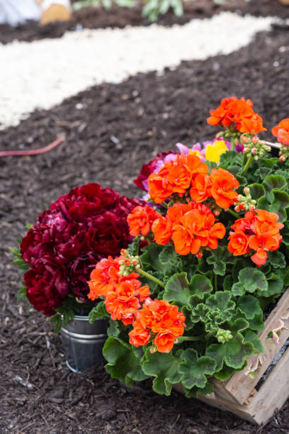 istock flower bouquet at public maypole place 960176134