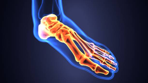 istock 3d illustration of human skeleton foot bone anatomy 960176730