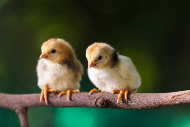 istock Group of cute chicks on the branches of the tree 960177560