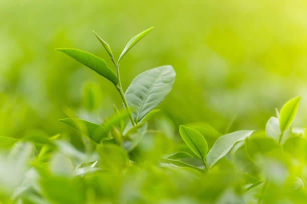 istock Fresh green tea leaves in a tea plantation 960180604