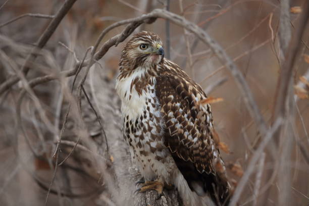 istock Red-tailed Hawk  Bosque del Apache National Wildlife Refuge New Mexico 960180630