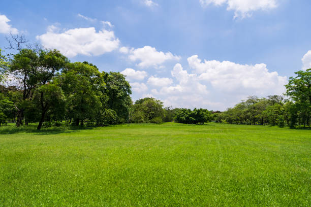 istock Green tree in a beautiful park garden under blue sky 960180688