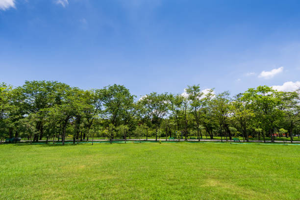 istock Green tree in a beautiful park garden under blue sky 960180704
