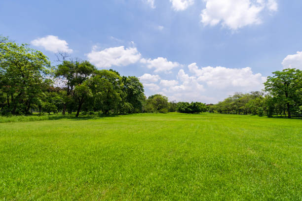 istock Green tree in a beautiful park garden under blue sky 960180782