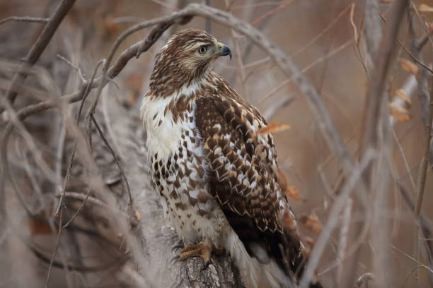 istock Red-tailed Hawk  Bosque del Apache National Wildlife Refuge New Mexico 960181404