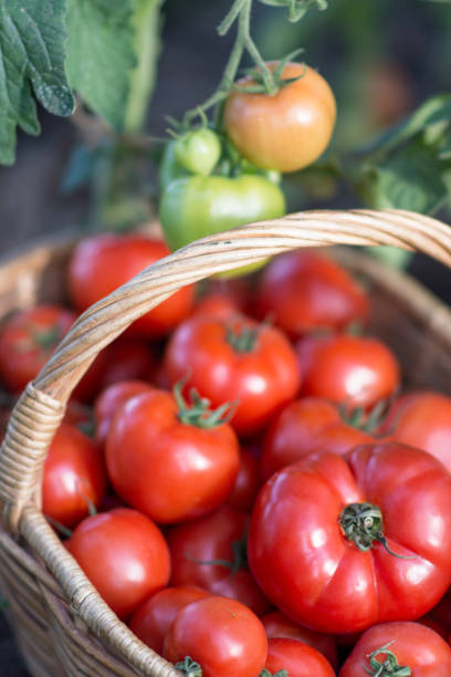 istock Tomatoes harvest  in the basket outdoors 960183970