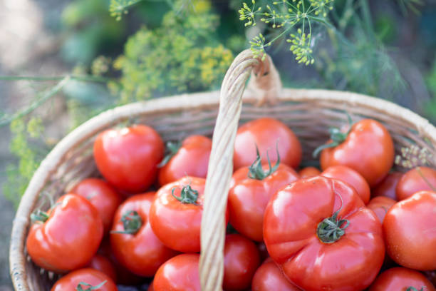 istock Tomatoes harvest  in the basket outdoors 960184412
