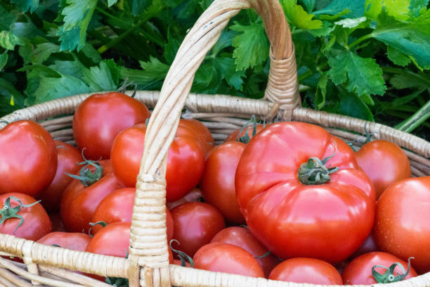 istock Tomatoes harvest  in the basket outdoors 960184752
