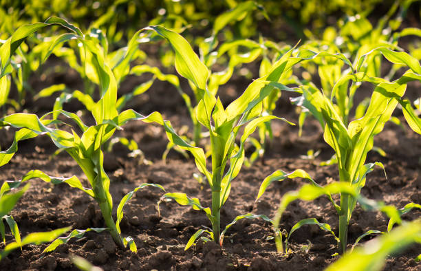 istock Plant of young green corn at field 960185512