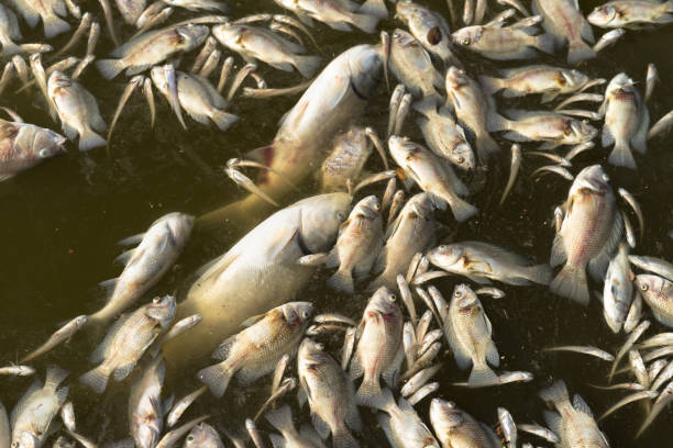 istock Dead fish floated in the water 960186170