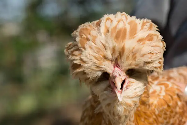 Beautiful Paduan hen portrait on natural baackground