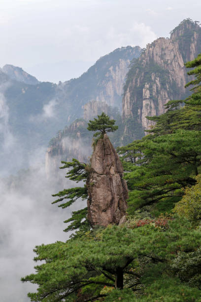 istock Pine trees on Haungshan National Park, China 960189358