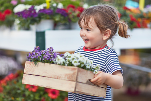 Happy girl carrying flowering plants in box at garden center. Cute preschool child is smiling while walking in store. She is wearing casuals.