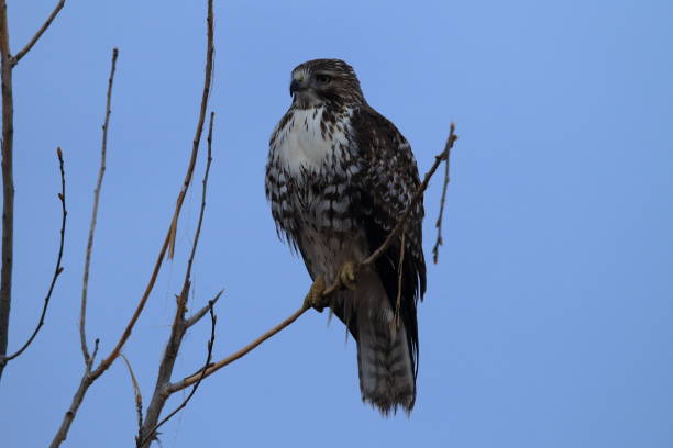 istock Red-tailed Hawk  Bosque del Apache National Wildlife Refuge New Mexico 960194360