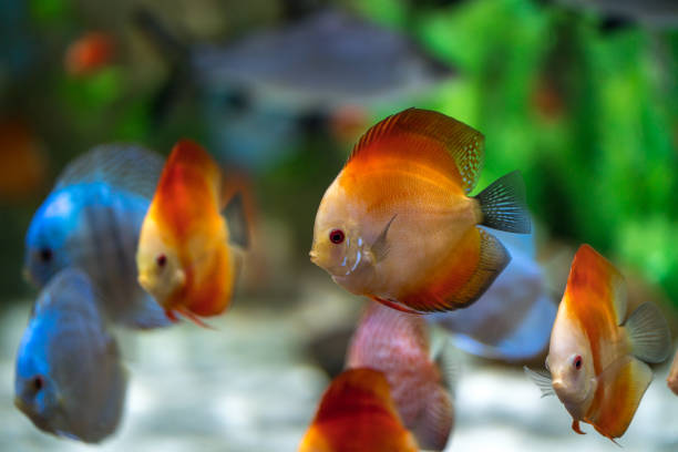 istock Symphysodon discus fish in an aquarium 960196458