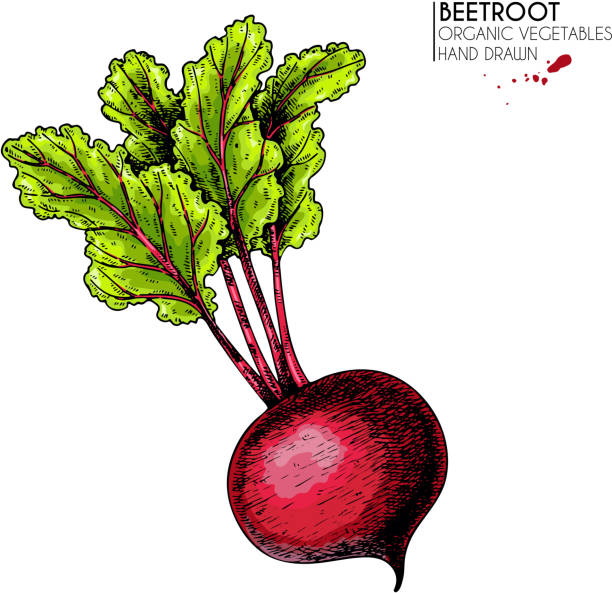 Vector hand drawn set of farm vegetables. Isolated beetroot with haulm. Engraved colored art. Organic sketched vegetarian objects. Use for restaurant, menu, grocery, market, store, party. Vector hand drawn set of farm vegetables. Isolated beetroot with haulm. Engraved colored art. Organic sketched vegetarian objects. Use for restaurant, menu, grocery, market, store, party common beet stock illustrations
