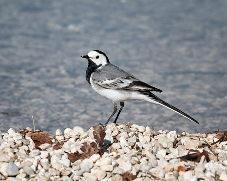 Bachstelze, Wagtail by the water in Nature. Grundlsee, Austria