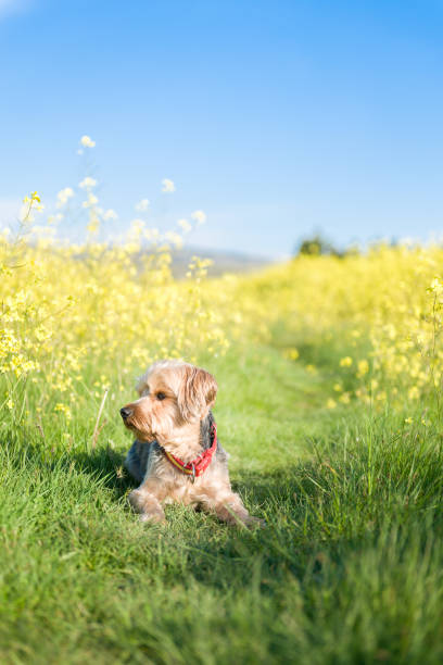 istock Yorkshire Terrier in foreground isolated from the background of nature 960199444