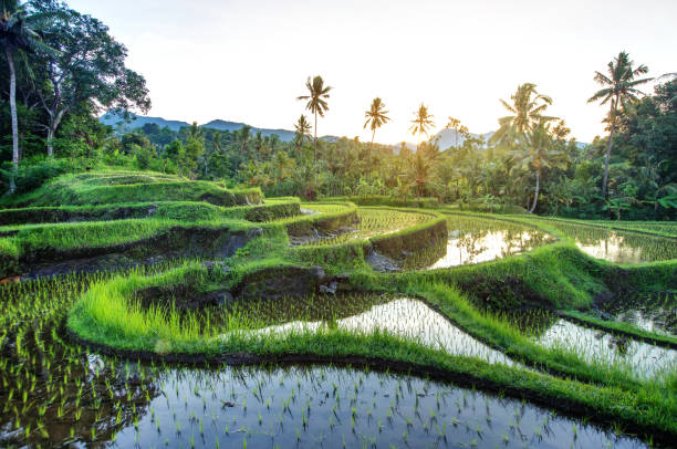 istock Rice terraces on Bali during sunrise, Indonesia 960199702