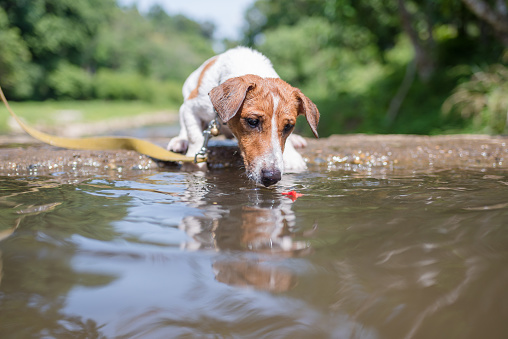 Little playful Jack Russell Terrier dog playing in waterfall