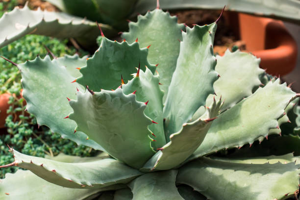 istock Green cacti and succulents Selective focus Close up 960203772