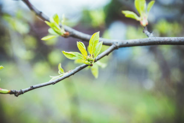 istock Branches with new leaves in the garden 960204512
