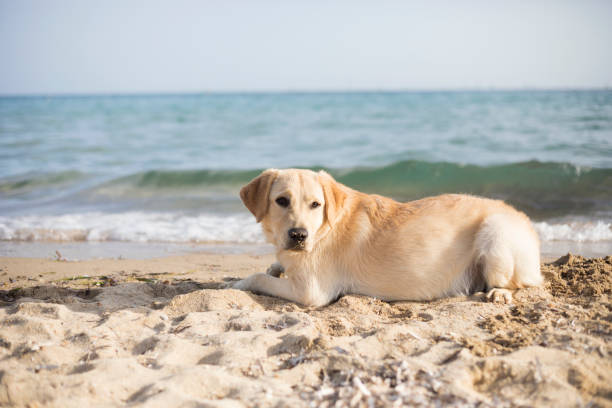 istock Dog at the beach 960204756