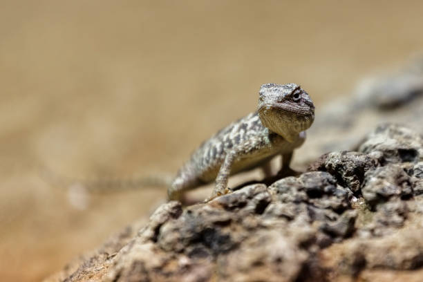 istock Portrait  brown lizard sitting on a brown stone 960207490
