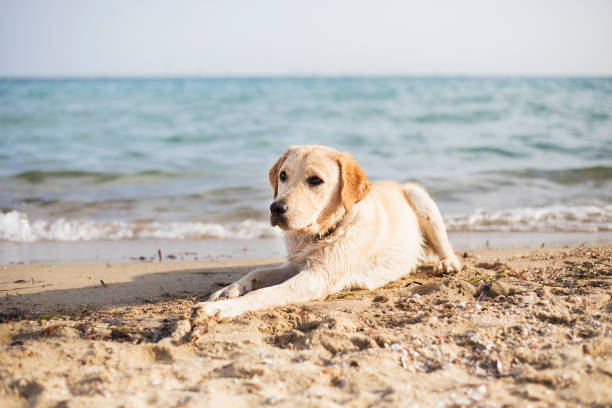 cane in spiaggia - cane al mare foto e immagini stock